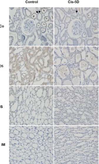 Fig. 4. Immunohistochemical staining of p62, an authoritative marker of autophagy in rat kidney