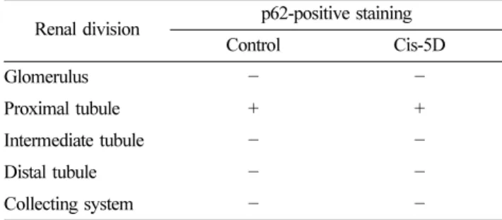 Table 3. Beclin1-positive staining in main divisions of renal structure