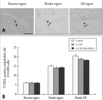 Fig. 6. Detection of apoptotic cell death by the terminal deoxynucleotidyl transferase-mediated dUTP-nick end labeling (TUNEL) method in porcine heart sections
