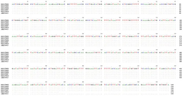 Fig. 3. Nucleotide sequence of Thai isolates of  P. juxtanucleare cox I gene. Dots in the sequence signify the similarity of the nucle- nucle-otides