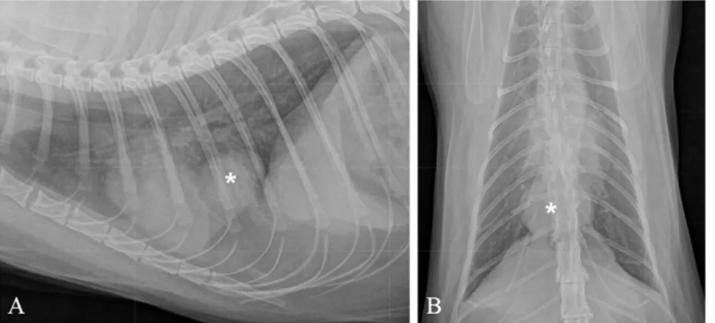 Fig. 2. Transverse (A) and dorsally reformatted (B) soft tissue window images before contrast injection
