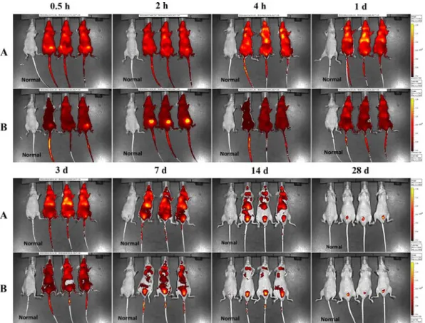 Fig. 1 . In vivo fluorescence images of Cy5.5-labeled HA-NPs (A) and Cy5.5-labeled HA-polymers (B) in the whole body (n = 6) at 0.5 h, 2 h, 4 h, 1 day (d), 3 d, 7 d, 14 d, and 28 d