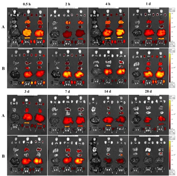 Fig. 2.  Ex vivo fluorescence images of Cy5.5-labeled HA-NPs (A) and Cy5.5-labeled HA-polymers (B) in different organs (brain, thy- thy-mus, sublingual gland, heart, lung, liver, spleen, kidney, adrenal gland, testis and epididymis; n = 6) at 0.5 h, 2 h, 4