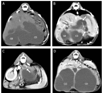Fig. 2. Transverse view of precontrast (A) and contrast enhanced (B−D) computed tomography images of the cat