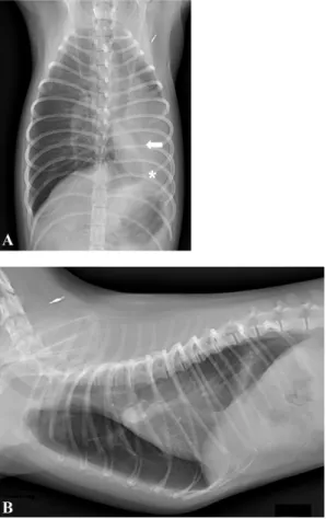 Fig. 3. Ventral (A) and dorsal (B) aspects of volume rendering computed tomography images