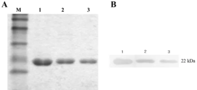 Fig. 1. Identification of the recombinant granulocyte-macroph- granulocyte-macroph-age colony-stimulating factor (GM-CSF)–gonadotropin-releasing hormone (GnRH) protein by (A) SDS-PAGE and (B) western blot analysis