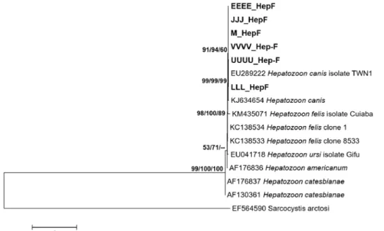 Fig. 1. Consensus phylogenetic tree based on the maximum likelihood (ML) tree using partial 18S rRNA gene sequences (517 unam- unam-biguously aligned nucleotide positions) of 15 Hepatozoon specimens and 1 outgroup species (Sarcocystis arctosi)