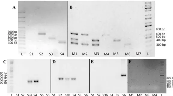 Fig. 4. Results of single reaction and multiplex polymerase chain reaction (PCR) in 1.5% agarose gel on positive and negative control DNA using the designed multiplex PCR primers