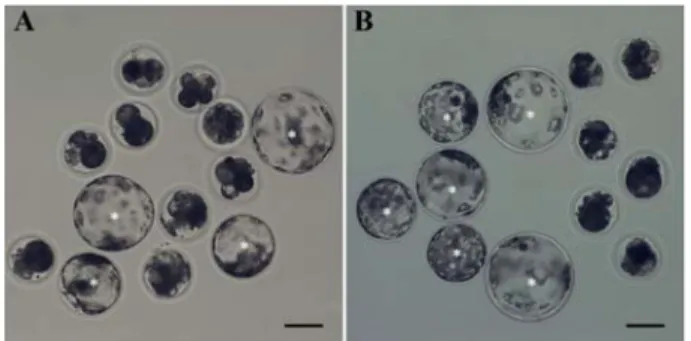 Fig. 1. Photomicrographs of blastocysts (asterisks) produced by parthenogenetic activation using oocytes that were untreated (A) and treated with biophoton (B) during  in vitro maturation (IVM).