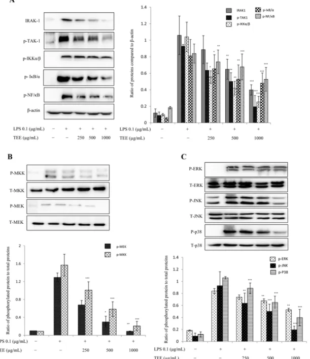 Fig. 4. TEE elicits anti-inflammatory effects via the nuclear factor kappa B (NF- κB) and MAPK pathways