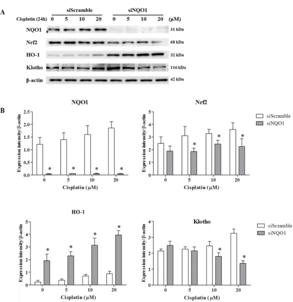 Figure 2 shows that  NQO1 was knocked-down in these cells.