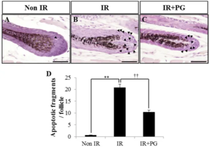 Fig. 1. Phloroglucinol (PG) protects hair follicular cells from gamma-rays irradiation-induced damages in mice