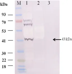 Fig. 3. Identification of the revibFlaB protein with Western blot- blot-ting using specific monoclonal antibodies against six-his 6  and the molecular weight was found to be approximately 43 kDa.
