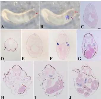 Fig. 4. Expression analysis of CROCC gene at different stages of development in Xenopus