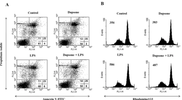 Fig. 5. Dapsone increases death in spleen cells. (A) The cells were cultured and treated as described in Figure 2