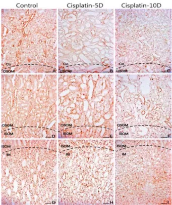 Fig. 4. Immonohitochemical staining for the Klotho expression in the cisplatin-treated rat kidney (×200)