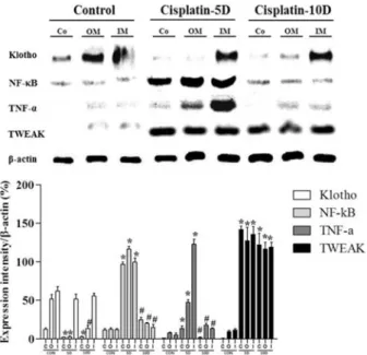 Fig. 6. Immonohitochemical staining for the NF-κB, TNF-α and TNF-like weak inducer of apoptosis (TWEAK) expression in the cisplatin-treated rat kidney (×200)