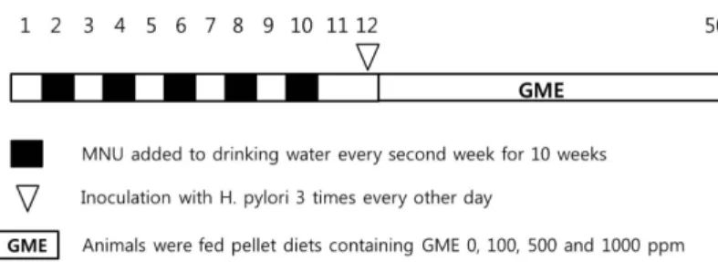 Fig. 1. Study design. All mice were given  N-methyl-N-nitrosourea (MNU) that was mixed in their drinking water at concentration of 200 ppm for a total five cycles one-week regimens with a one-week pause