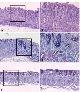 Table 4. The localization of  β-catenin