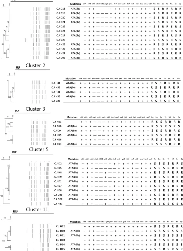 Fig. 3. Dendrogram highlighting the flaA-RFLP patterns. Virulence genes and antimicrobial resistance profile of Cluster 1, 2, 3, 5 and 11 included C