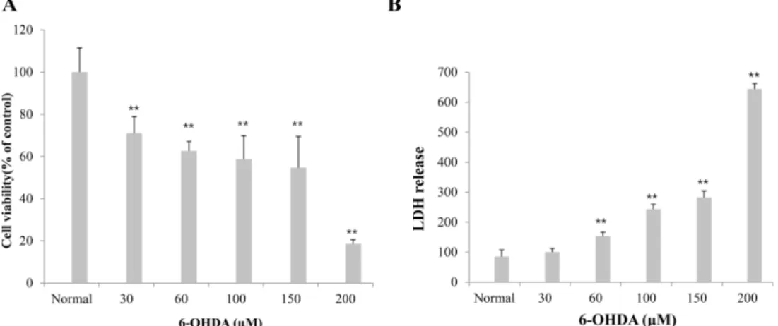 Fig. 1. Dose-toxicity of 6-OHDA in SH-SY5Y cells. Cytotoxicity of SH-SY5Y cells was quantified by MTT assay (A) and LDH release measurement