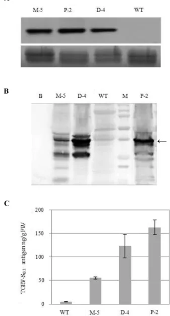 Fig. 2. (A) Northern blot analysis of transgenic potato plants, M (pM-TGEV-S 0.7 )-5, D (pD-TGEV-S 0.7 )-4, and P  (pP-TGEV-S 0.7 )-2, selected by PCR analysis with a DIG-labeled  TGEV-S 0.7  probe