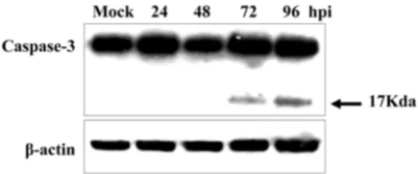 Fig. 3. Western blot analysis of apoptotic proteins in SW03- SW03-infected cells.  L35 cells were SW03-infected with SW03 and mock infected
