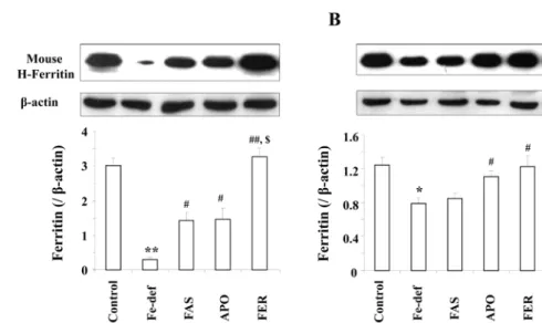 Table 3. Tissue iron stores in iron deficiency mice Iron concentration in tissues (mmol/g)