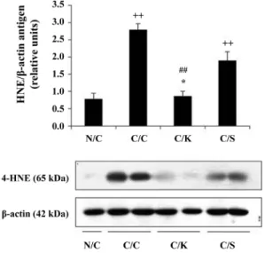 Fig. 5. 4-hydroxynonenal expression in liver. N/C: normal mice, C/C: CCl 4  control, C/K: injected with CCl 4  after treatment of Halla-Gold kiwi fruits, C/S: injected with CCl 4  after  treat-ment of silymarin