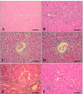 Fig. 3. The number of RHDV antigen-positive cells in the rabbit liver. RHDV-positive cells began to be observed at 24 HAI