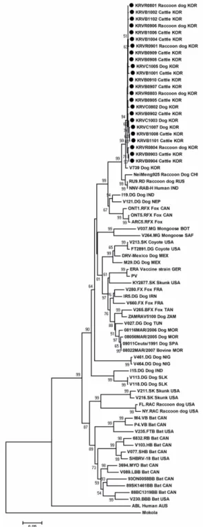 Fig. 1. Phylogenetic analysis based on the ORF nucleotide sequences of P gene of 24 Korean rabies virus (RABV) isolates with other RABV isolates submitted to NCBI GenBank