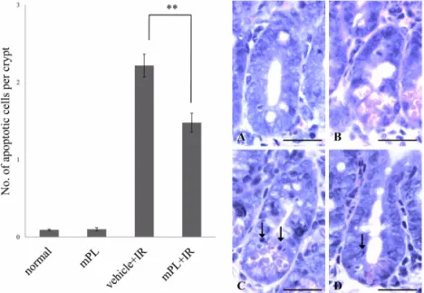 Fig. 1.  Analysis of crypt apoptotic cells. Bar graphs showing the number of apoptotic cells per crypt in mouse jejunum (sections stained with H&amp;E stain) from the vehicle, 100 mg/kg methanol extracts of  Polyopes lancifolia  ( Harvey )  kawaguchi et wa
