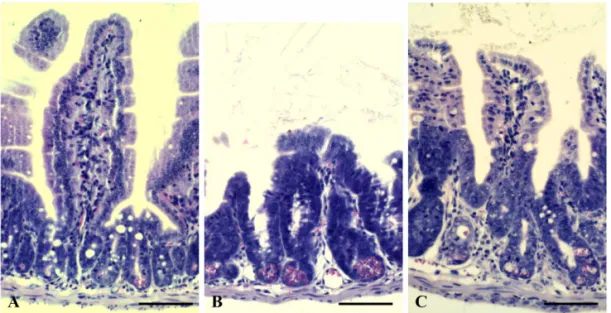 Table 1.  Effect of mPL on intestinal crypt survival in irradiated mice