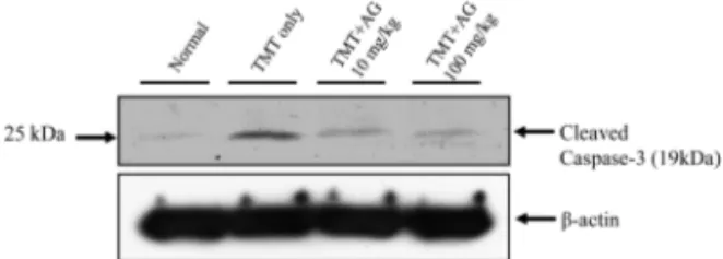 Fig. 7.  Western blot analysis of cleaved caspase-3 in the whole hippocampus of normal control, TMT-treated group, TMT + aminoguanidine (10 mg/kg)-treated group and TMT + aminoguanidine (100 mg/kg)-treated group