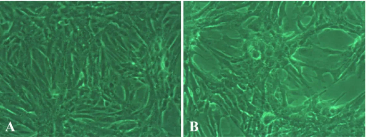 Fig. 1.  Cytopathogenic effect of CP129-infected Vero cells. Captured images were obtained from the Inverted microscope.