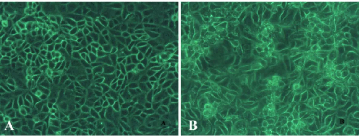 Fig. 3.  Random amplification results of the two cytopatho- cytopatho-genic agents using PAN-PCR