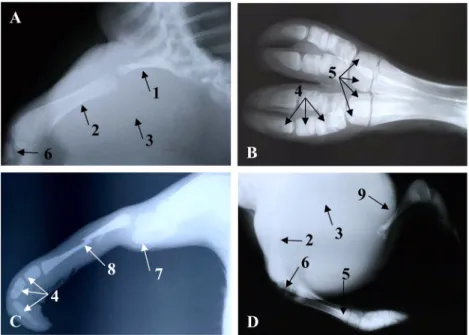 Fig. 3.  Radiographic features of the calf. (A) Rudimentary humerus of the forelimb was attached to the thoracic spine.