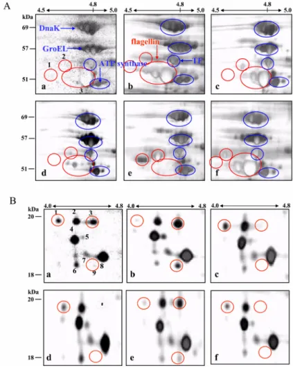 Fig. 3.  Comparison of DP 2-DE profiles from 6 different isolates of  S.  Typhimurium SN72 (a), SN164 (b), SN282 (c), SN296 (d), SN309 (e) and SN310 (f)