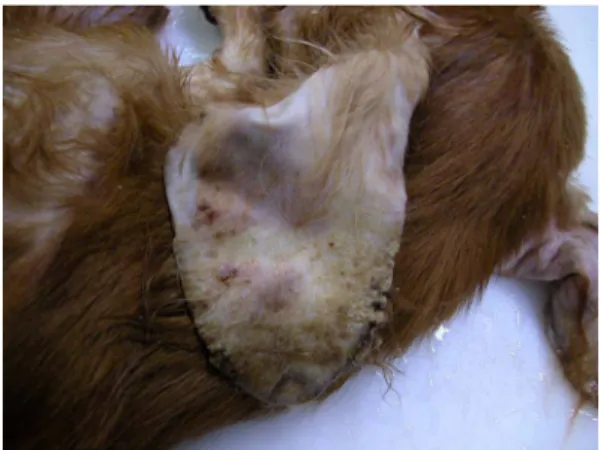 Fig. 2.  Canine skin. Note the hyperkeratosis, parasite in the subcorneal burrow, hyperplastic epithethlia, and dermal inflammation (H&amp;E stain).