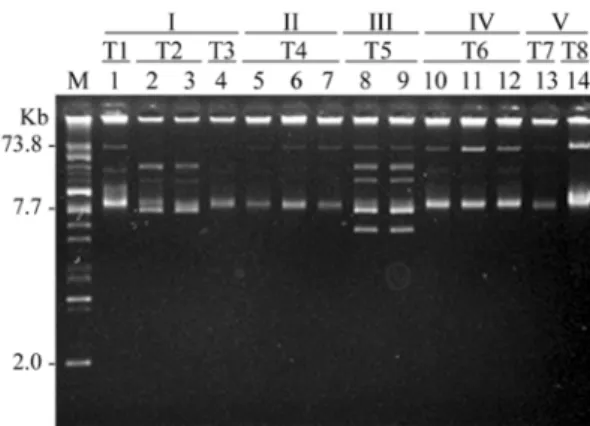 Fig. 1.  Plasmid profiles of transconjugants showing identical or nearly identical minimum inhibitory concentration patterns