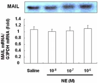 Fig. 2.  Effect of NE on MAIL mRNA expression in non- non-parenchymal liver cells. Non-non-parenchymal liver cells were cultured for 24 h in William’s E medium supplemented with 5% FCS, and then various concentrations of NE were added to the medium, follow