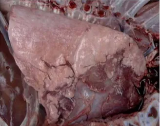 Fig. 2.  Diffuse bronchointerstitial pneumonia characterized necrotizing bronchiolitis (arrows), formation of syncytial cells and alveolar wall thickening