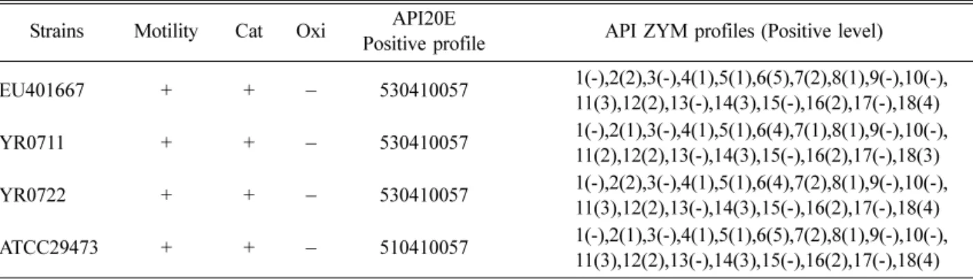 Table 2.  Phenotypic characteristics of  Y. ruckeri  isolates