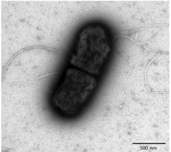 Fig. 1.  The flagellar state of  Y. ruckeri  as shown by transmission electron micrographs
