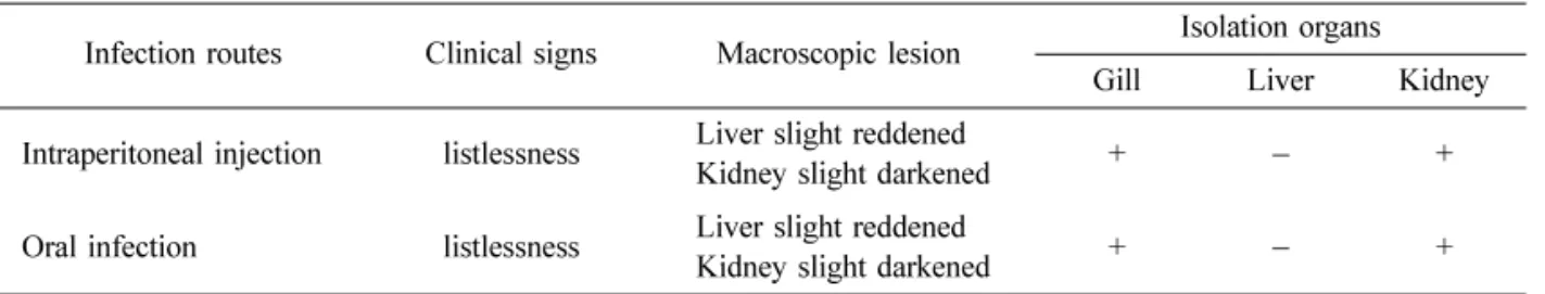 Fig. 3 . Macroscopic observation of eels inoculated with  Y. ruckeri . The liver slightly reddened following  Y