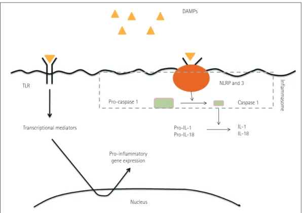 Fig. 3. DAMP receptors and signaling pathways. Cells detect DAMPs via DAMP receptors in two ways: (1) activation of a type of pattern-recogni- pattern-recogni-tion receptor [Toll-like receptor (TLR)] and (2) activapattern-recogni-tion of inflammasomes