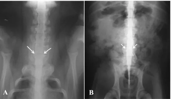 Fig. 3.  Comparision of Pavlov’s ratio calculated using plain myelography in the each month of the miniature pigs.
