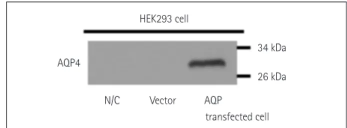 Fig. 1. AQP4 overexpression in HEK293 cells using the AQP4-IRES2- AQP4-IRES2-EGFP vector