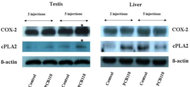 Fig. 1.  Expression of the proinflammatory factors in the Rat Testes and Liver after administering corn oil and PCB118 (20 mg/kg)