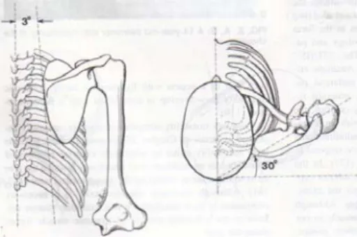 Fig. 2. Anatomy of humerusFig. 1. Position of scapula